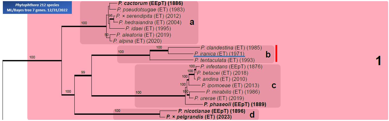    Phytophthora  spp. in subclade 1b:  portion of the seven-loci ML phylogeny featuring the type cultures of 212 described species (by T. Bourret). Notice the position of   P. iranica  Ex-type CBS 374.72 = Samp;T BL 40 . Gloria Abad, USDA Samp;T.
